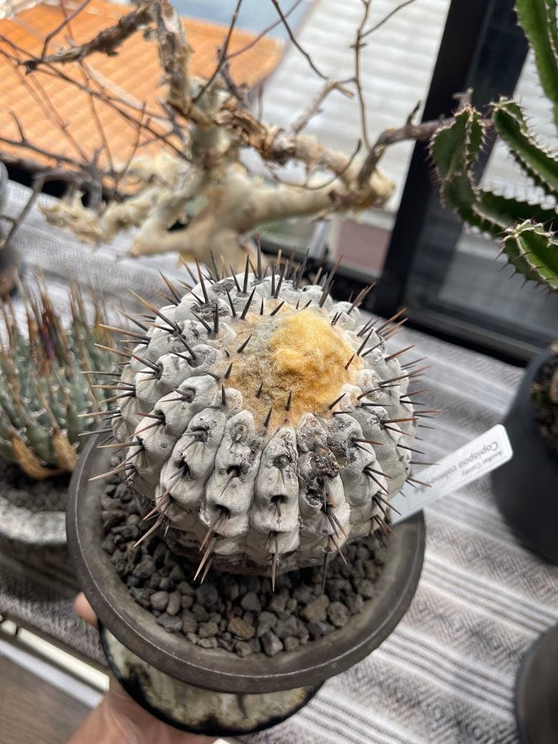 コピアポア シネレア アルバム 孤竜丸