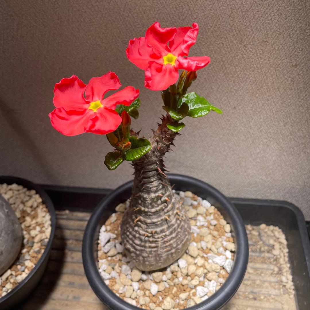 パキポディウム　ウィンゾリー　7年株