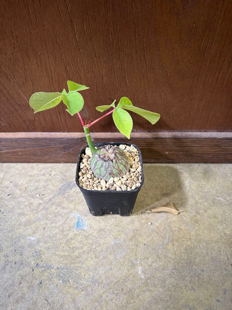 プラセウド　ボンバックス　エリプティクム