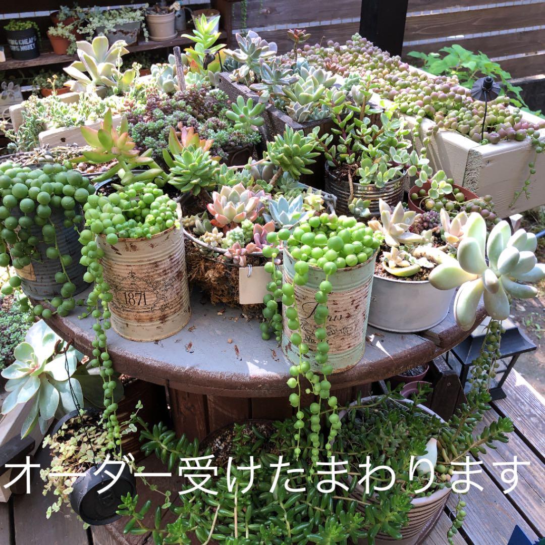 オーダー受けたまわります。お気軽にどうぞ！