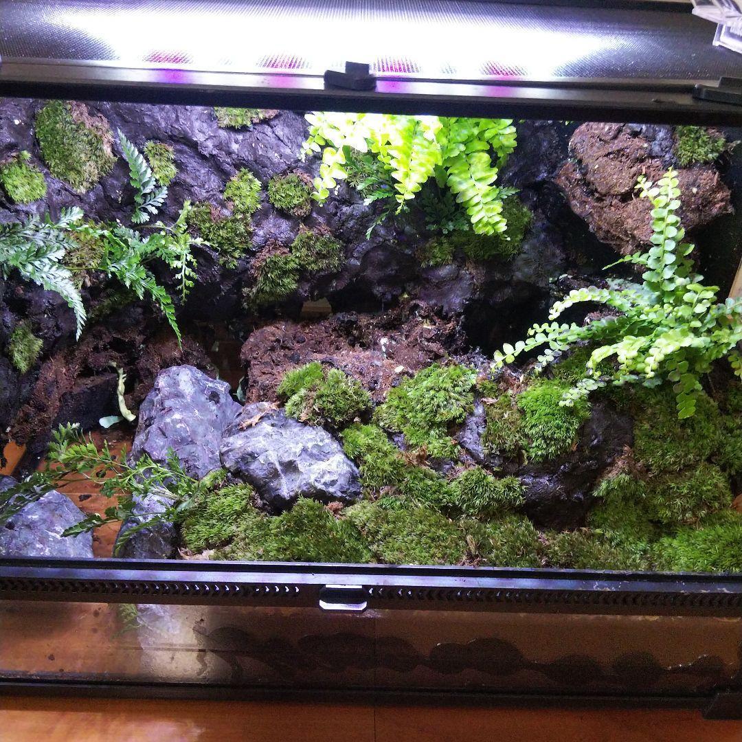 【受注生産】滝のあるアクアテラリウム　イモリウム　苔テラリウム　アクアテラリウム