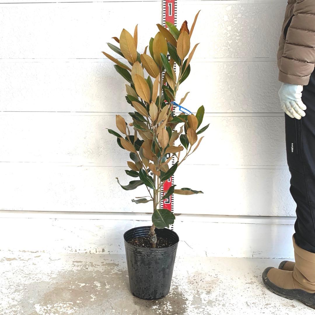 タイサンボク　リトルジェム　約90cm 大山木　希少種　02