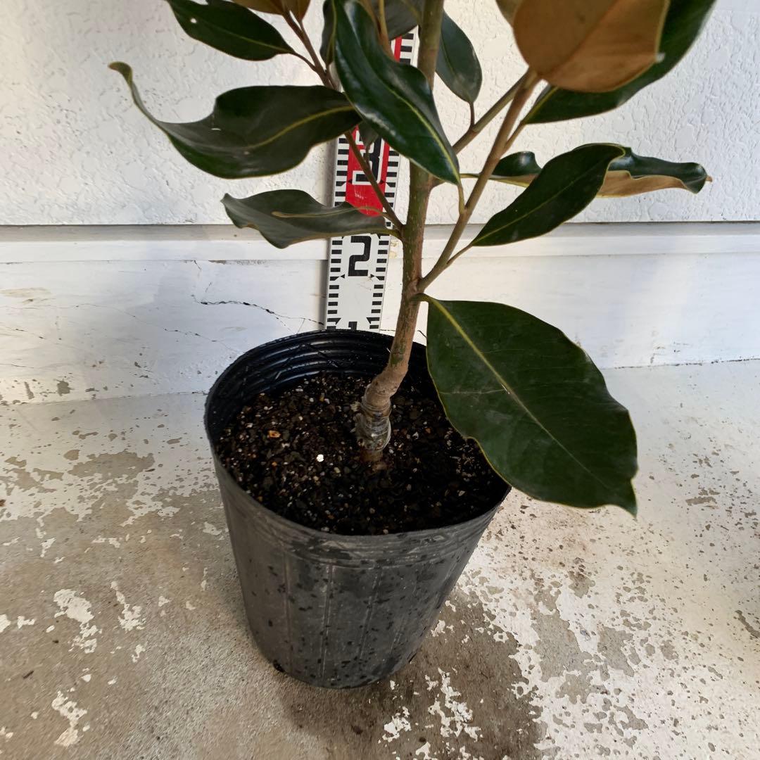 タイサンボク　リトルジェム　約90cm 大山木　希少種　02