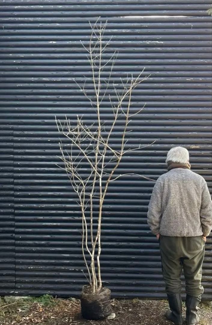 山採り天然　アオダモ　5本株立ち　6