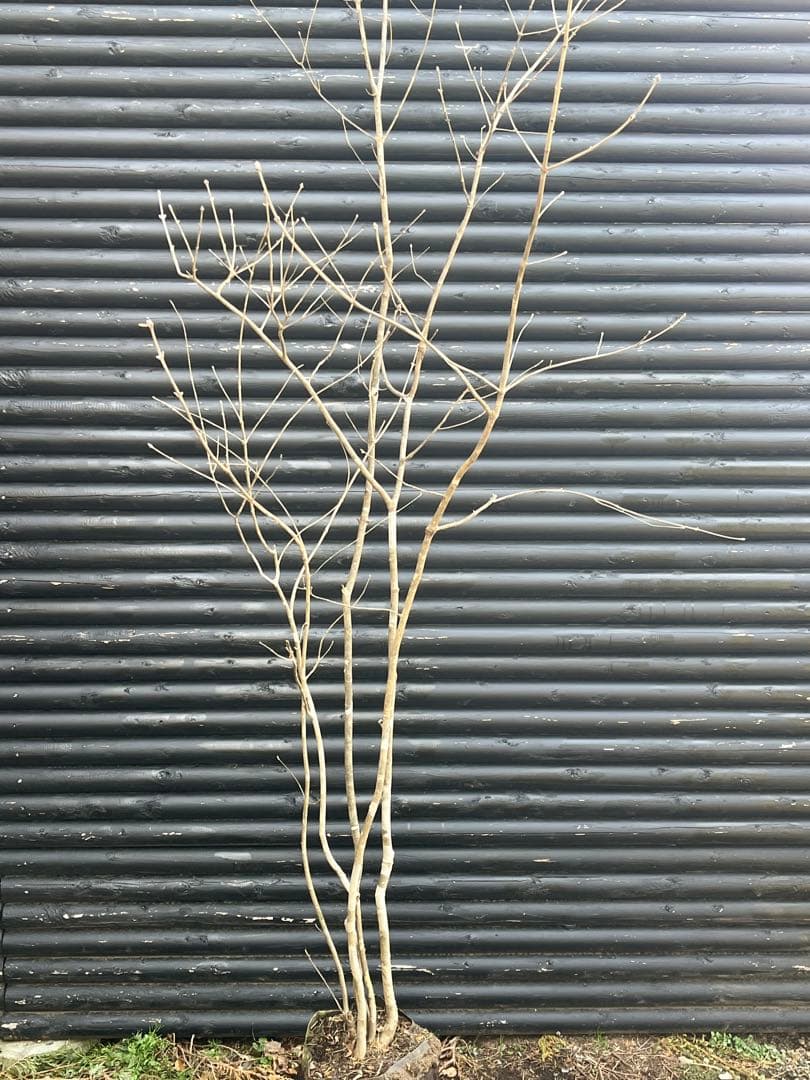 山採り天然　アオダモ　5本株立ち　6