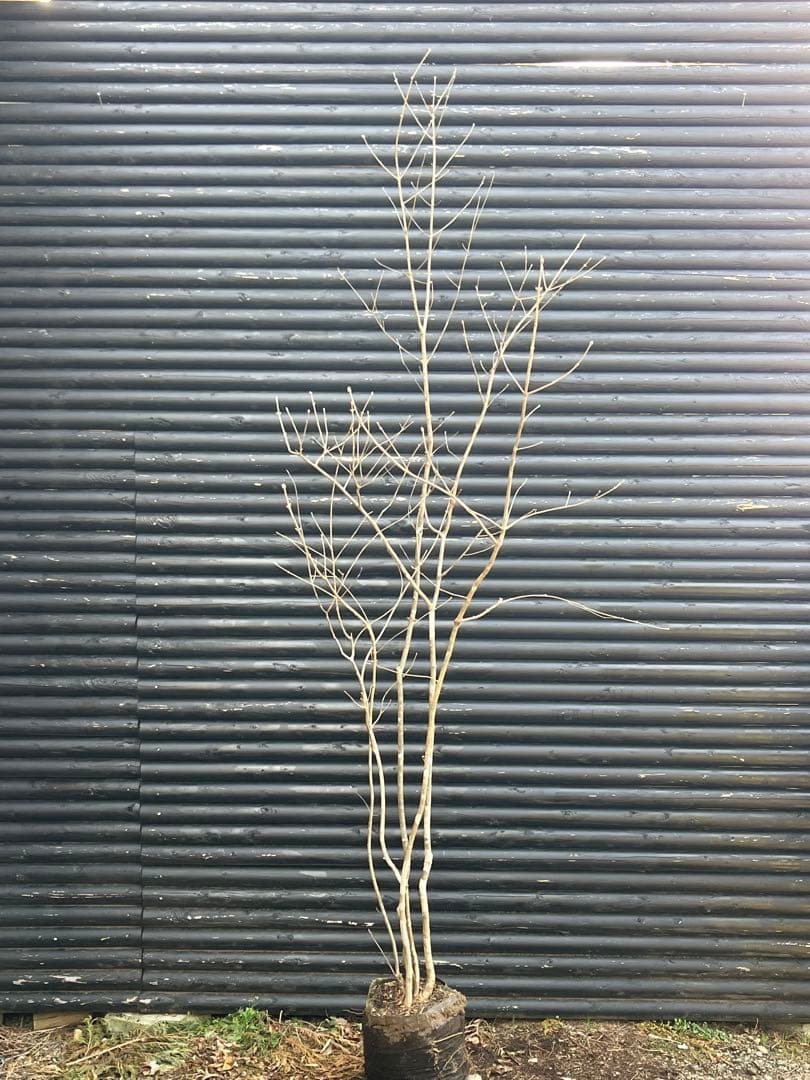 山採り天然　アオダモ　5本株立ち　6