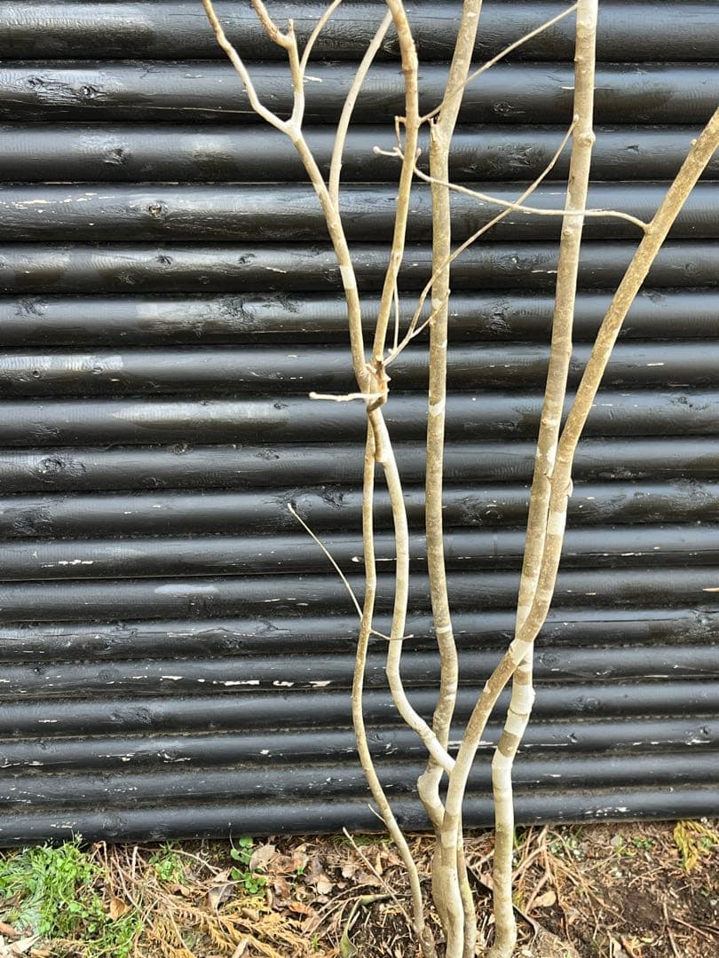 山採り天然　アオダモ　5本株立ち　6