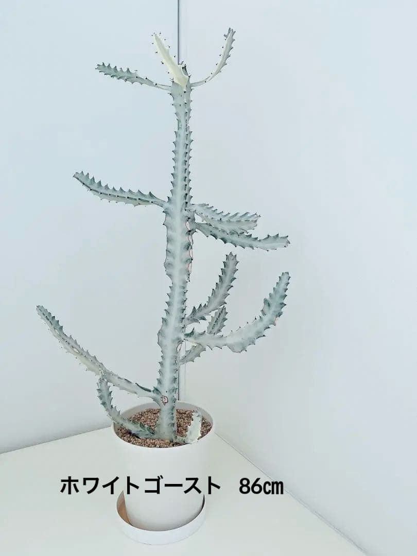 ホワイトゴースト　ユーフォルビア　　インテリアグリーン　サボテン　大型