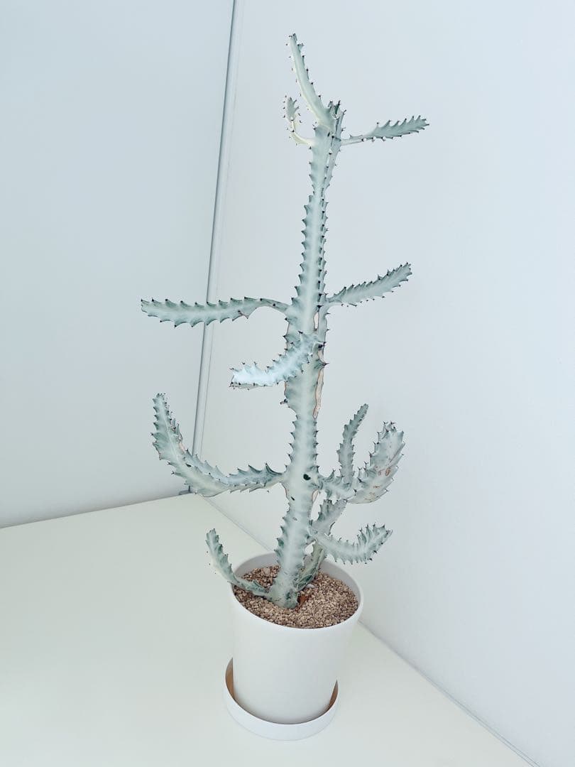 ホワイトゴースト　ユーフォルビア　　インテリアグリーン　サボテン　大型