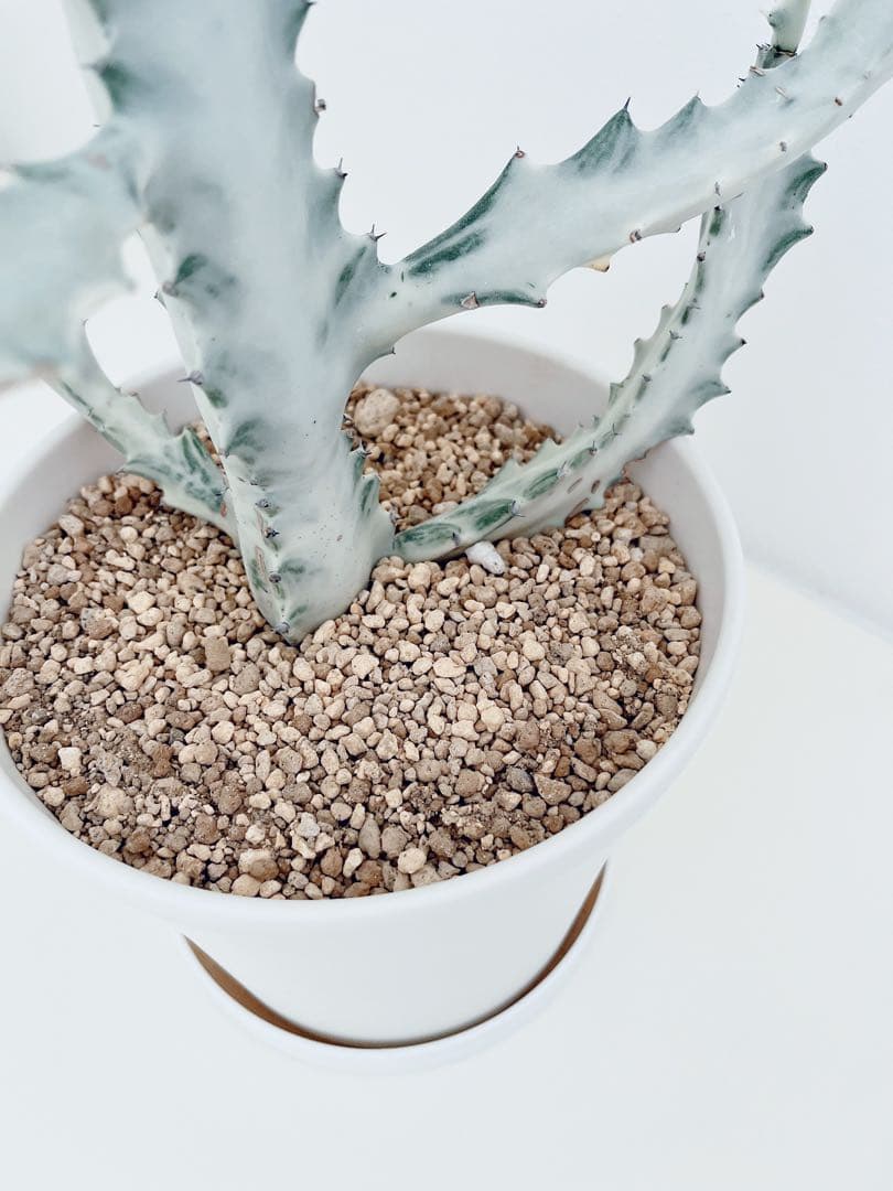 ホワイトゴースト　ユーフォルビア　　インテリアグリーン　サボテン　大型