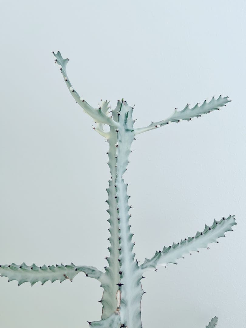 ホワイトゴースト　ユーフォルビア　　インテリアグリーン　サボテン　大型