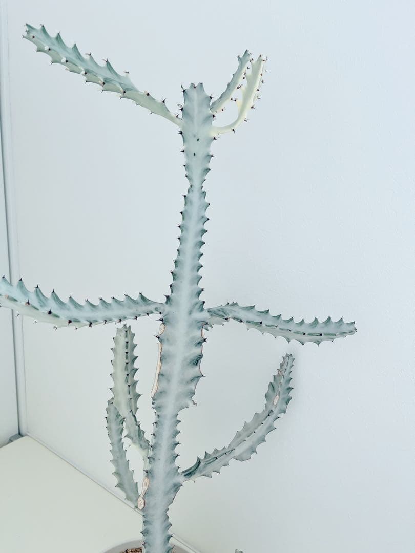 ホワイトゴースト　ユーフォルビア　　インテリアグリーン　サボテン　大型