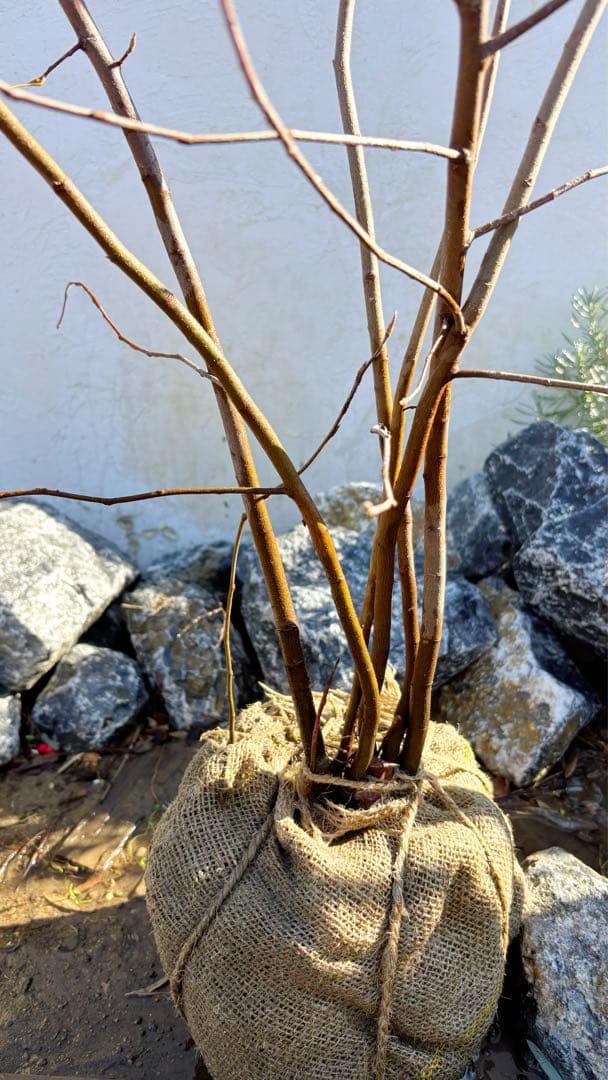 逸品 ジューンベリー株立ち 1.6M(鉢底から)品番⑴