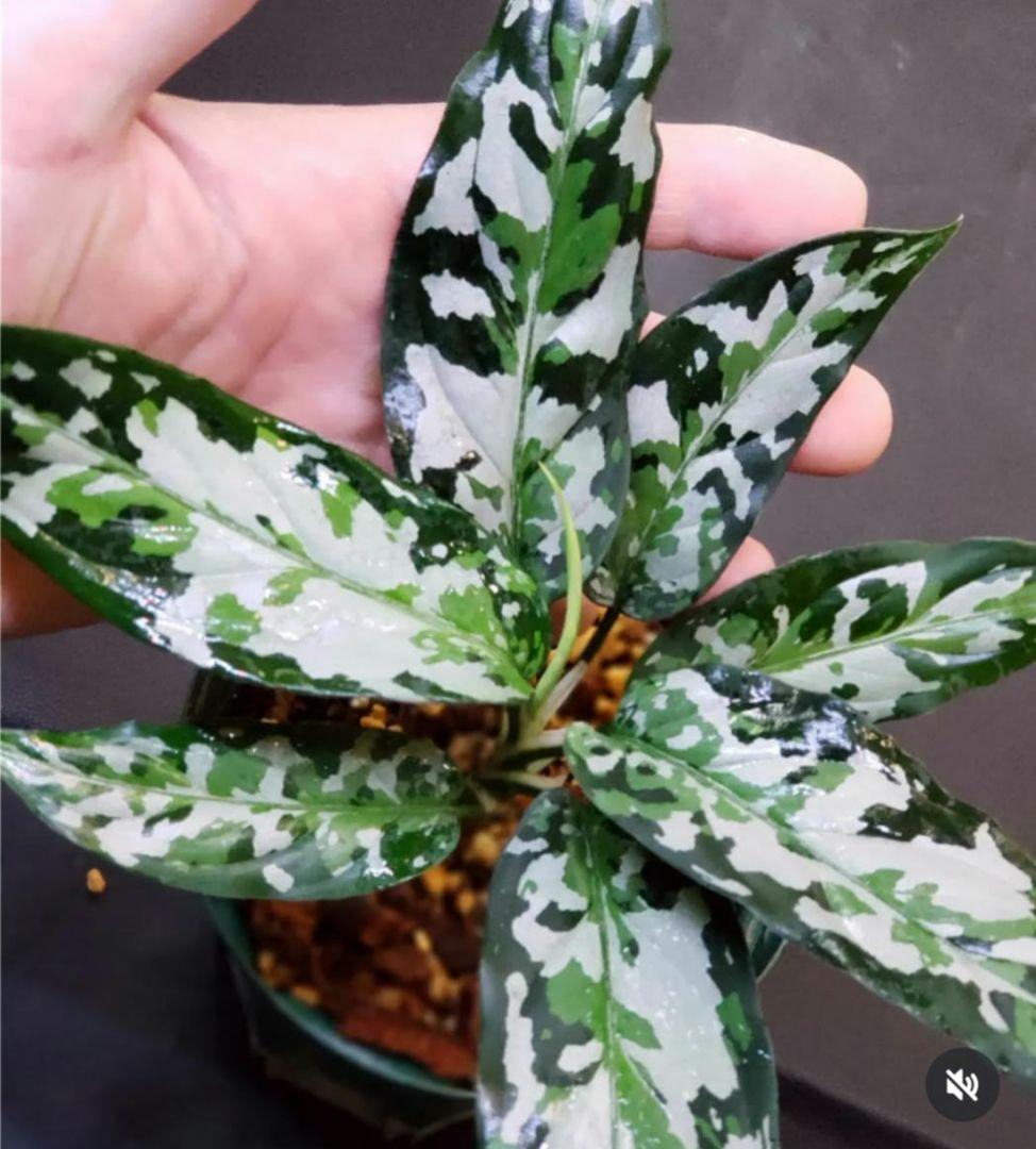 【Weed】Aglaonema pictum