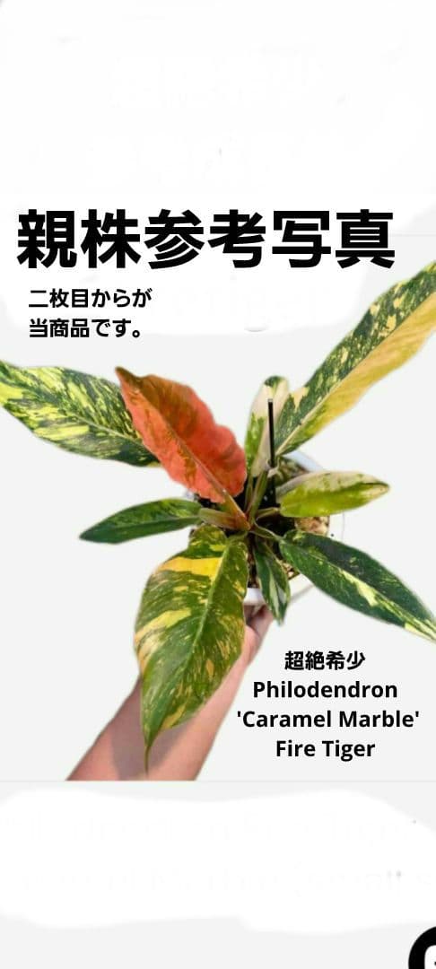 超絶希少 フィロデンドロン キャラメルマーブル ファイヤータイガー