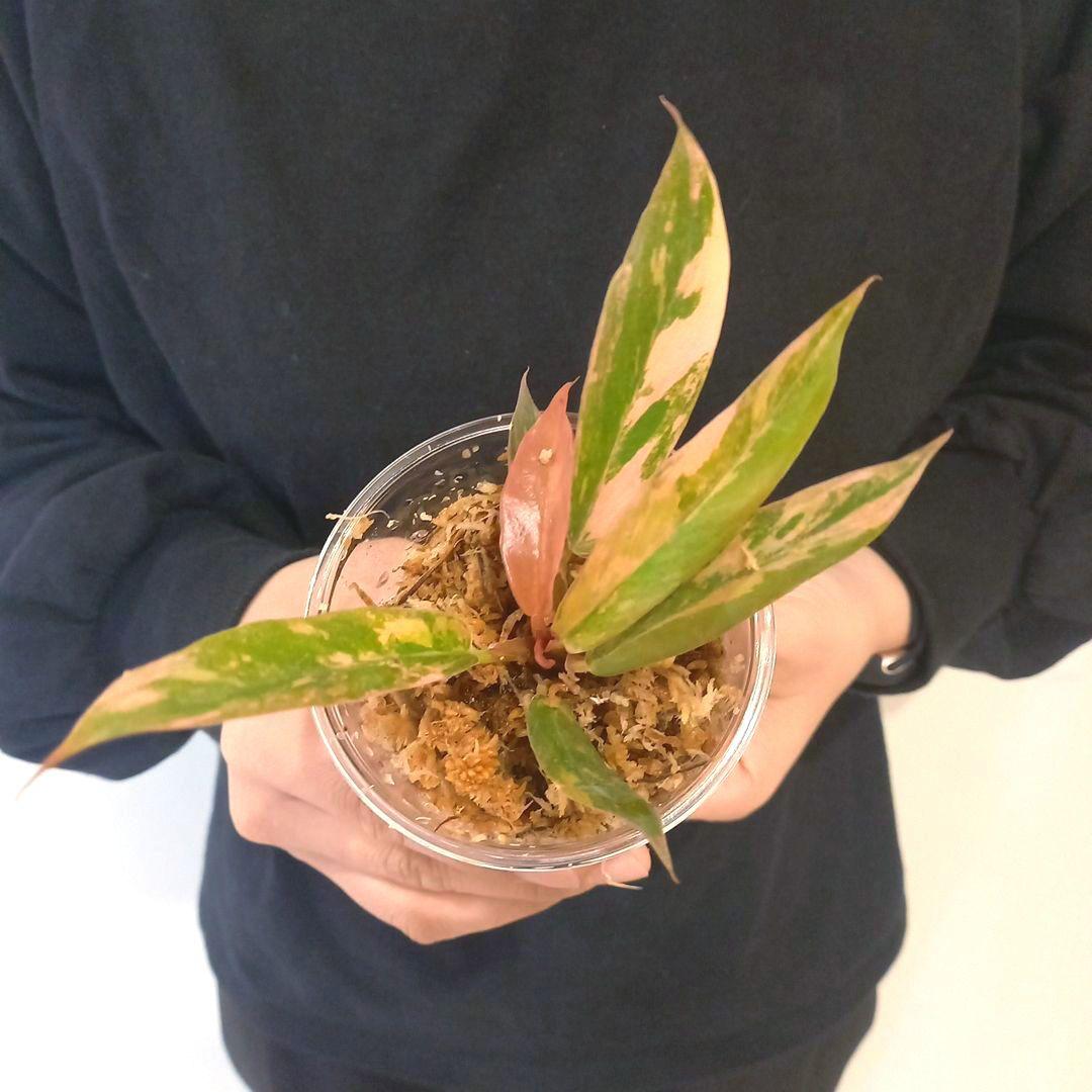 超絶希少 フィロデンドロン キャラメルマーブル ファイヤータイガー