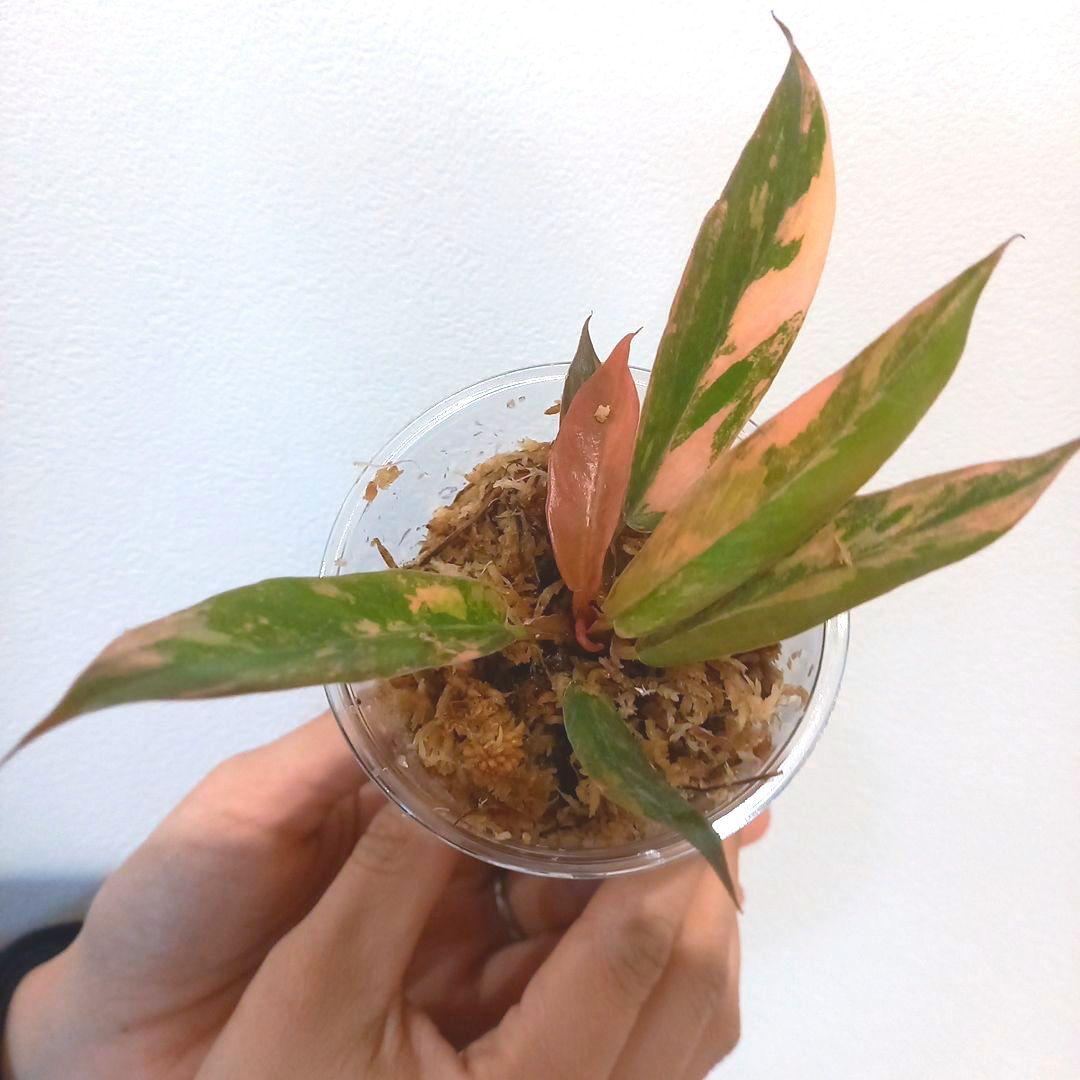 超絶希少 フィロデンドロン キャラメルマーブル ファイヤータイガー