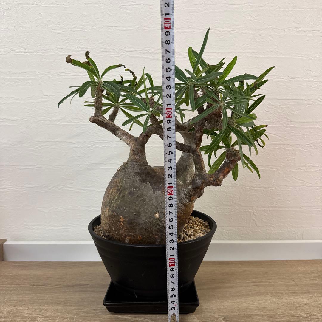 グラキリス 塊根植物 約30cm 黒鉢