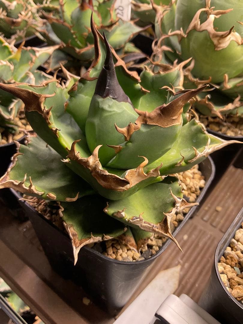 アガベ　緑犀牛　中株