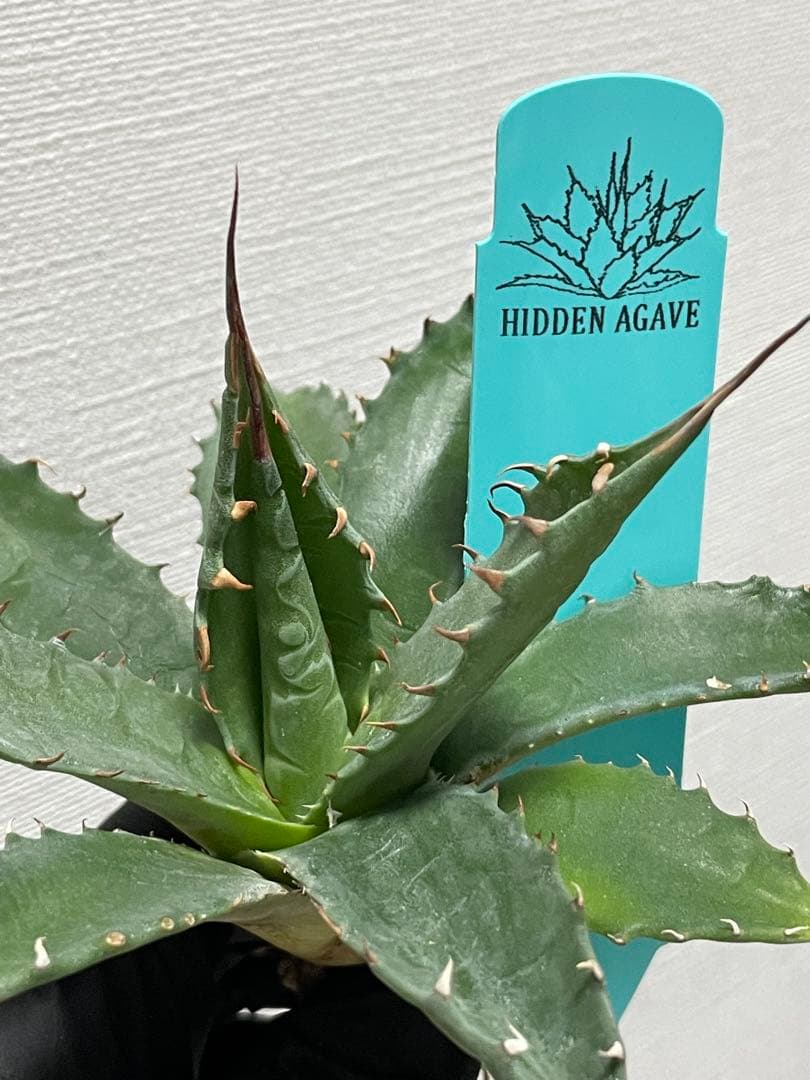 ジェレミー産 アガベ エボリスピナ×シャウィー ハイブリッド US株