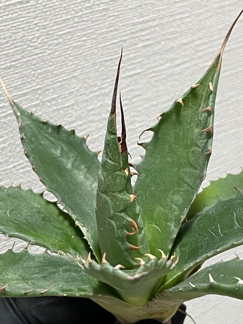 ジェレミー産 アガベ エボリスピナ×シャウィー ハイブリッド US株