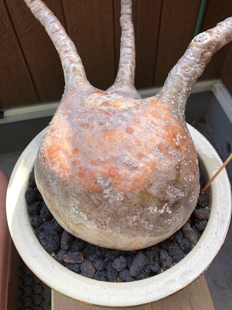 パキポディウム グラキリス