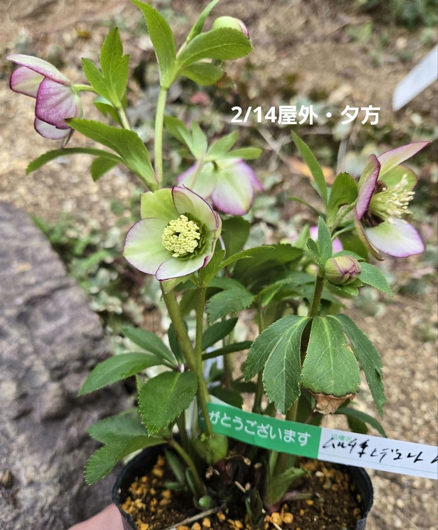 クリスマスローズ　ムルチ系ヒデコートhyb 大木ナーセリー