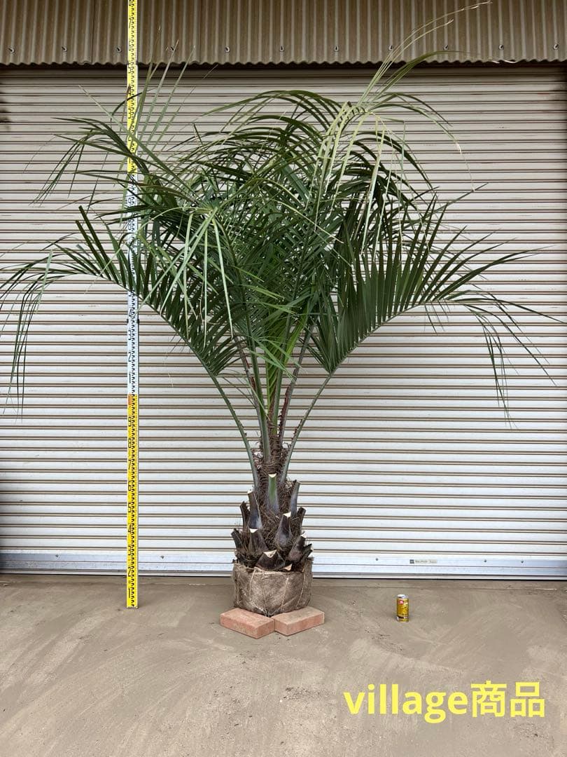 送料込み　ココスヤシ 　サイズ大　形状良 幹極太　シルバーリーフ　庭木 現品