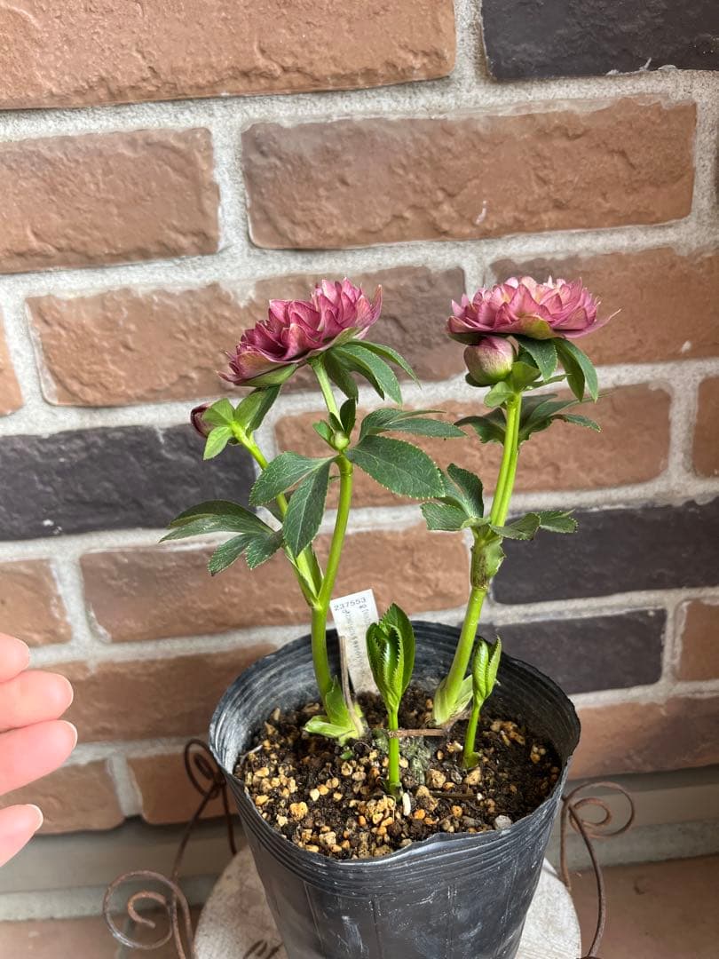 クリスマスローズ　加藤農園　開花株