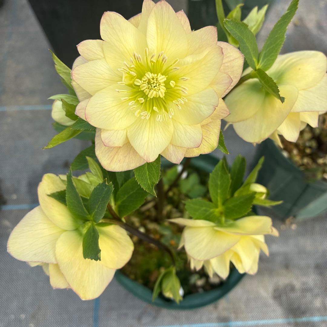 クリスマスローズ　クリームイエロー×ピンク　満開　６寸