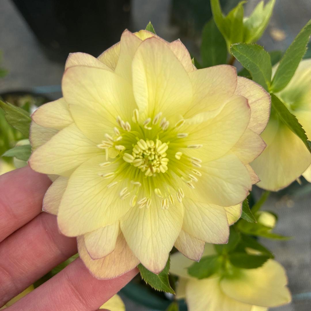 クリスマスローズ　クリームイエロー×ピンク　満開　６寸