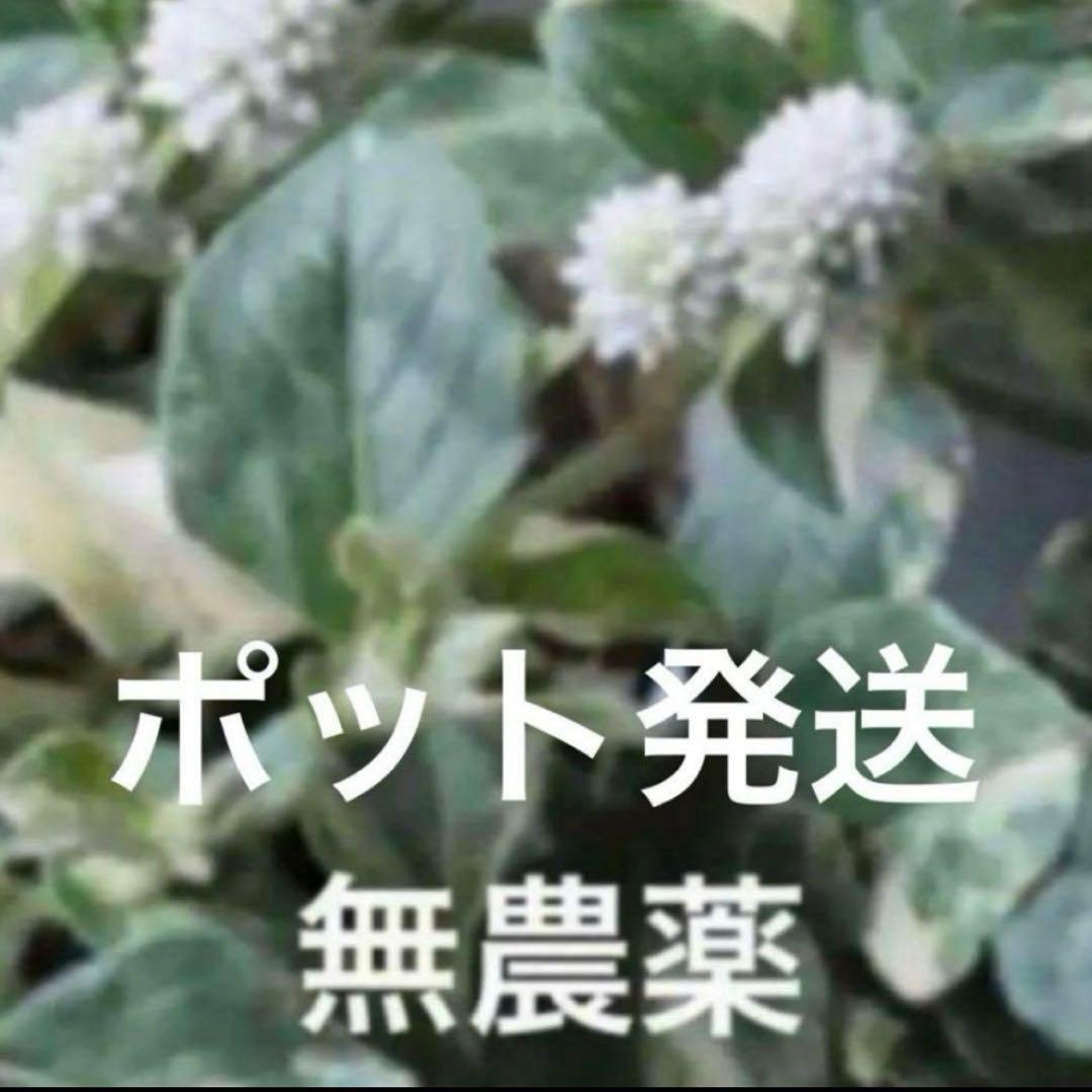 J⭐︎ポット発送⭐︎ポリゴナム 白花　ヒメツルソバ　寄せ植え　地植えどんどん増える