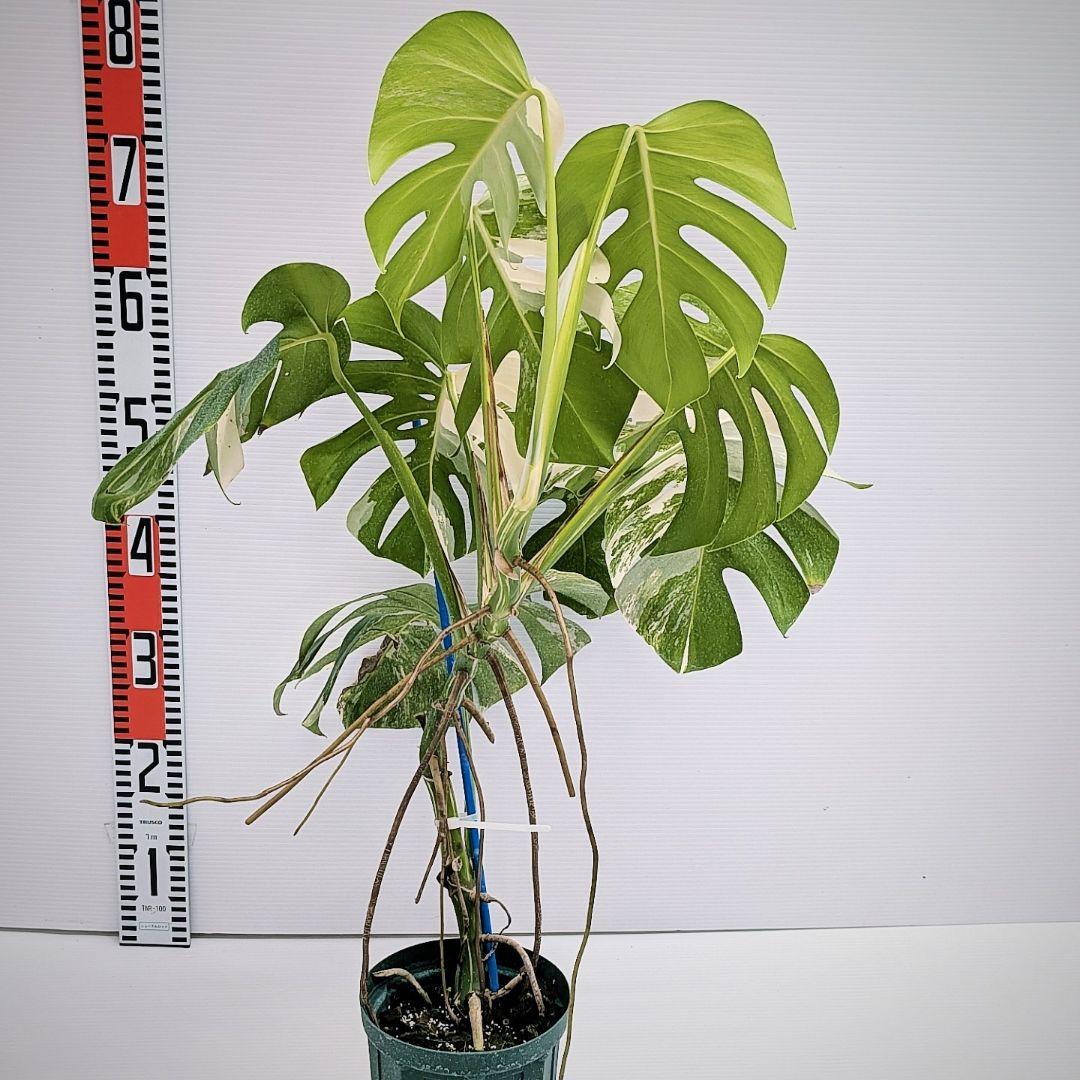 ニ*ニ様 斑入りモンステラ　ボルシギアナ　ホワイトタイガー　発根済　鉢植え　No