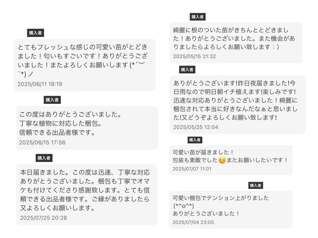 ゆ*ぅ様 ベゴニア マクラータ斑入り　ピンク斑入り