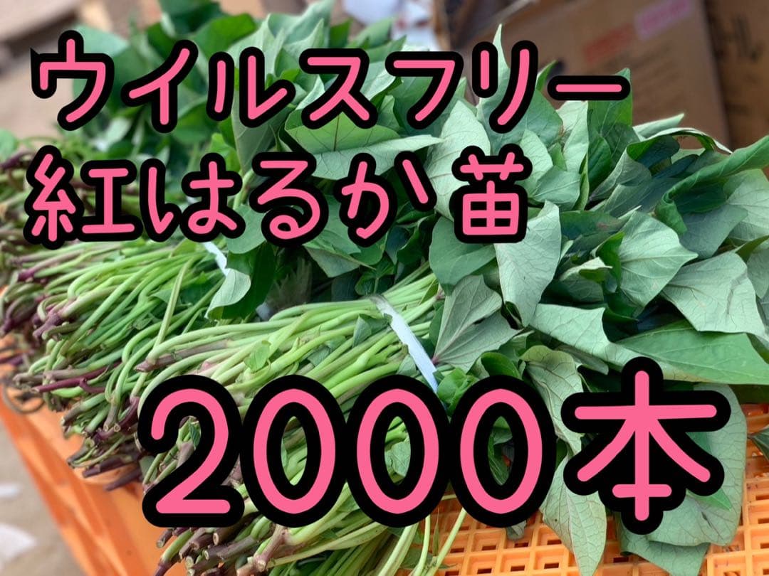 【予約受付中】紅はるか苗☆ウイルスフリー 2,000本 5月下旬から発送開始