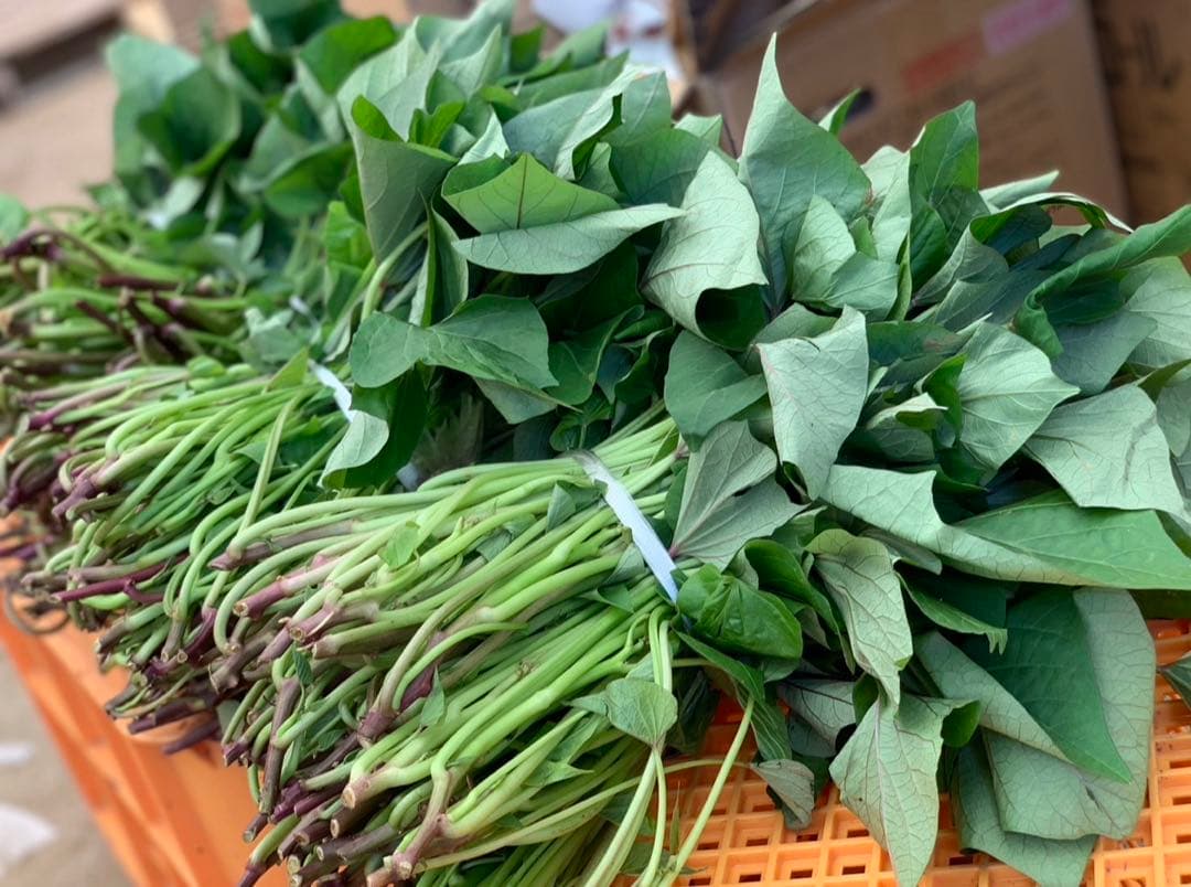 【予約受付中】紅はるか苗☆ウイルスフリー 2,000本 5月下旬から発送開始