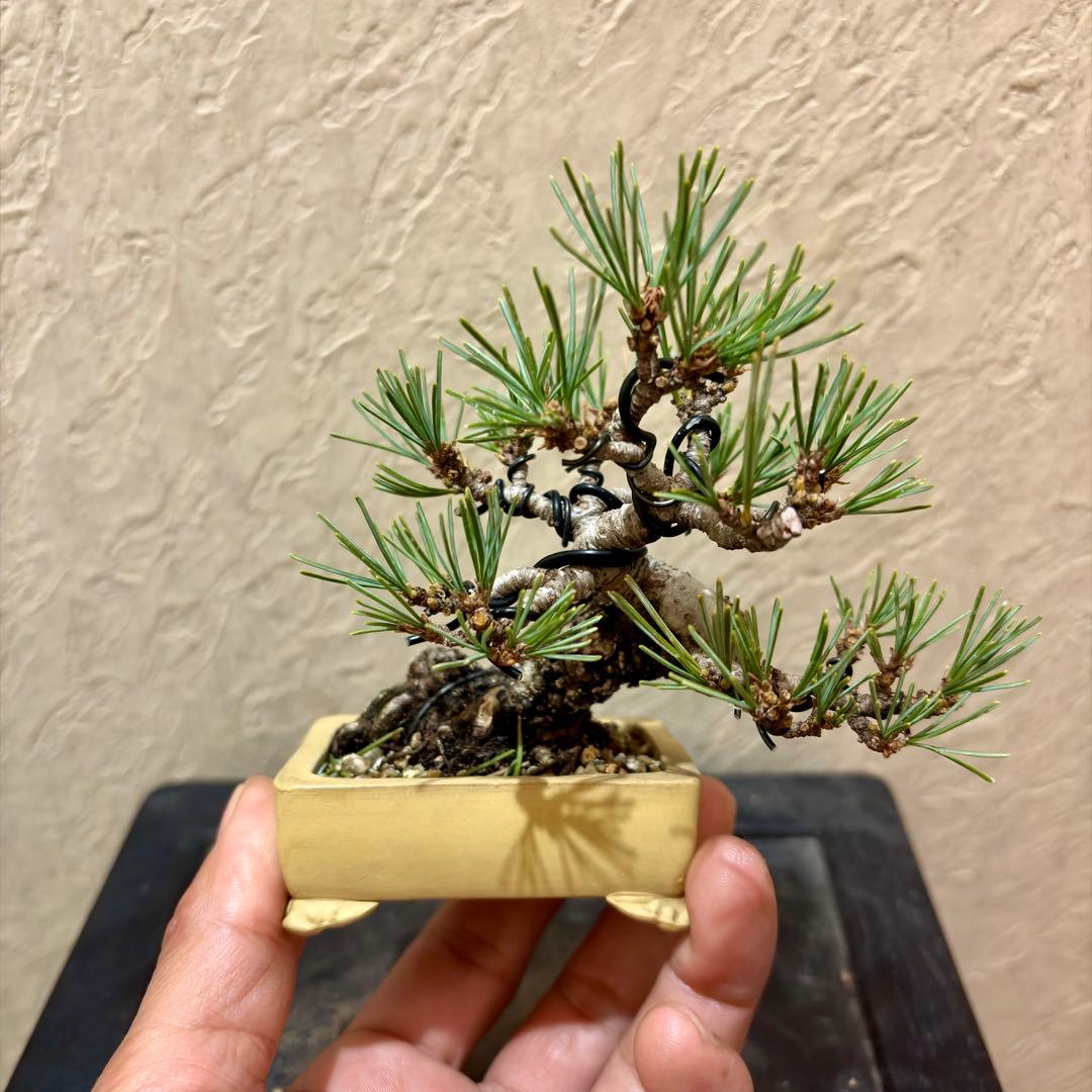 逸品！葉先までわずか9㎝　宮島五葉松　ミニ　小品　盆栽　真柏　黒松　紫陽花　楓