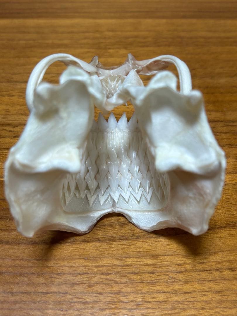 ヨロイザメ　顎標本