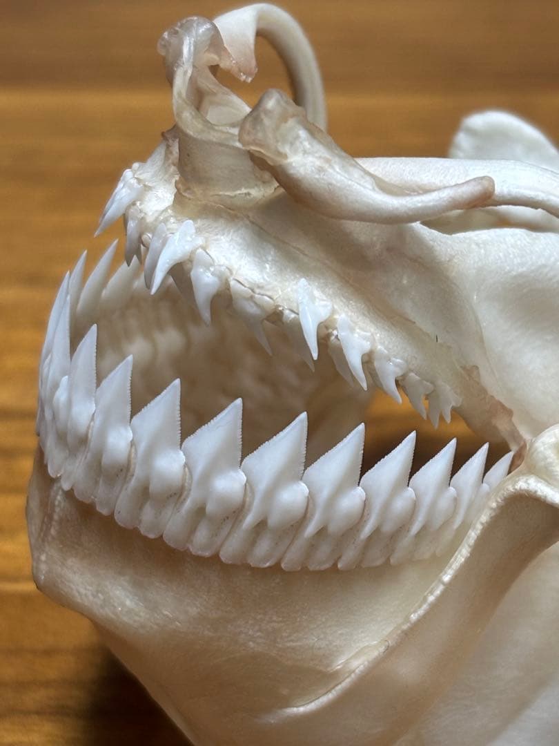 ヨロイザメ　顎標本