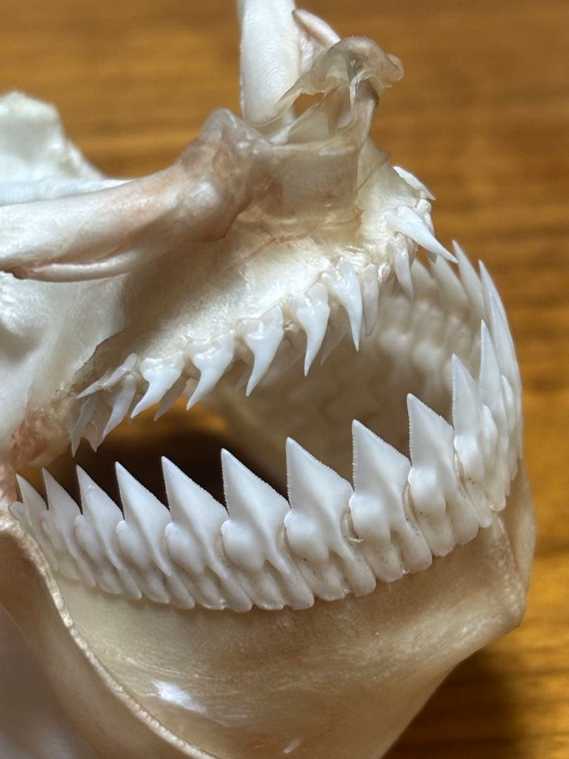 ヨロイザメ　顎標本