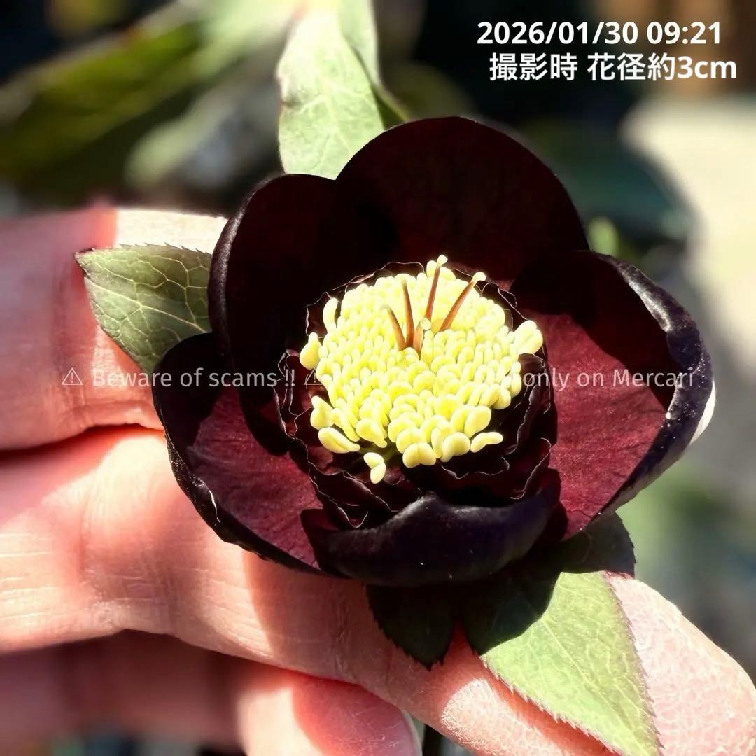 最終値下‼️■加藤農園■ 株分け 極上 黒影交配 クリスマスローズ