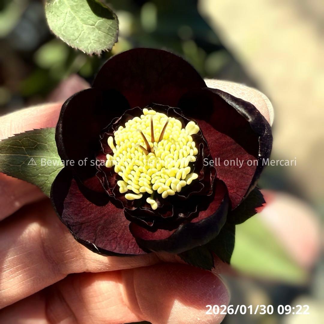 最終値下‼️■加藤農園■ 株分け 極上 黒影交配 クリスマスローズ