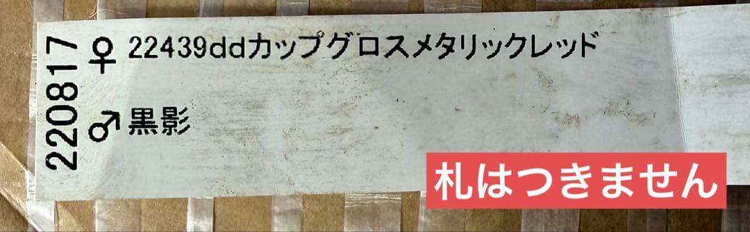 最終値下‼️■加藤農園■ 株分け 極上 黒影交配 クリスマスローズ