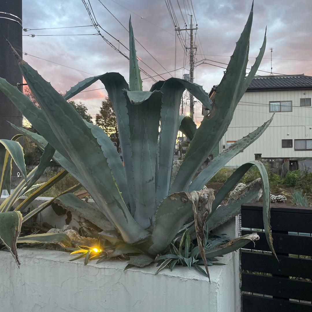 巨大アガベ　引き取り配送可能