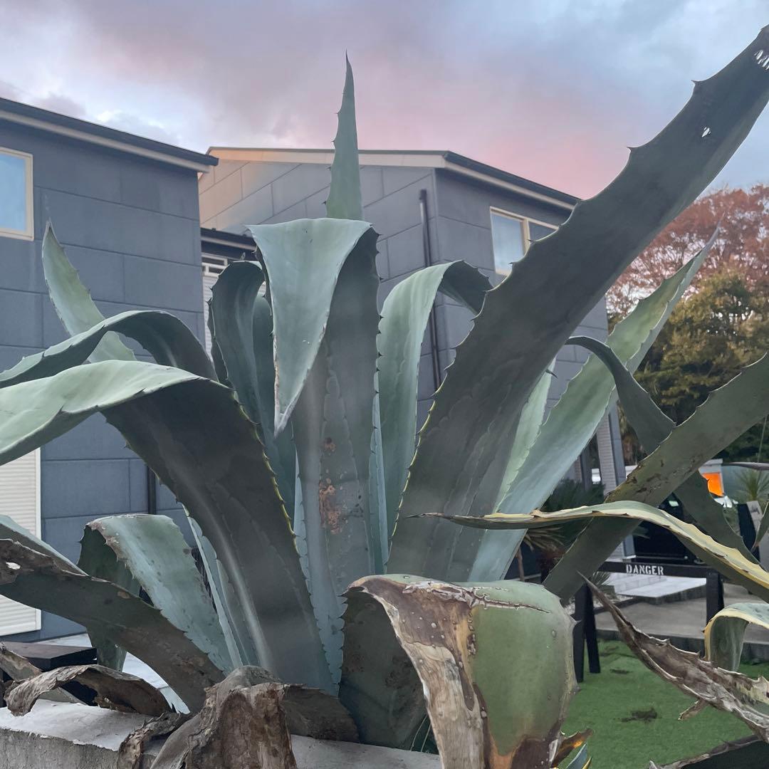 巨大アガベ　引き取り配送可能