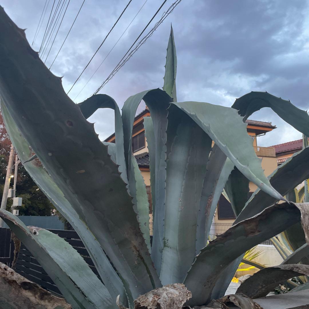 巨大アガベ　引き取り配送可能