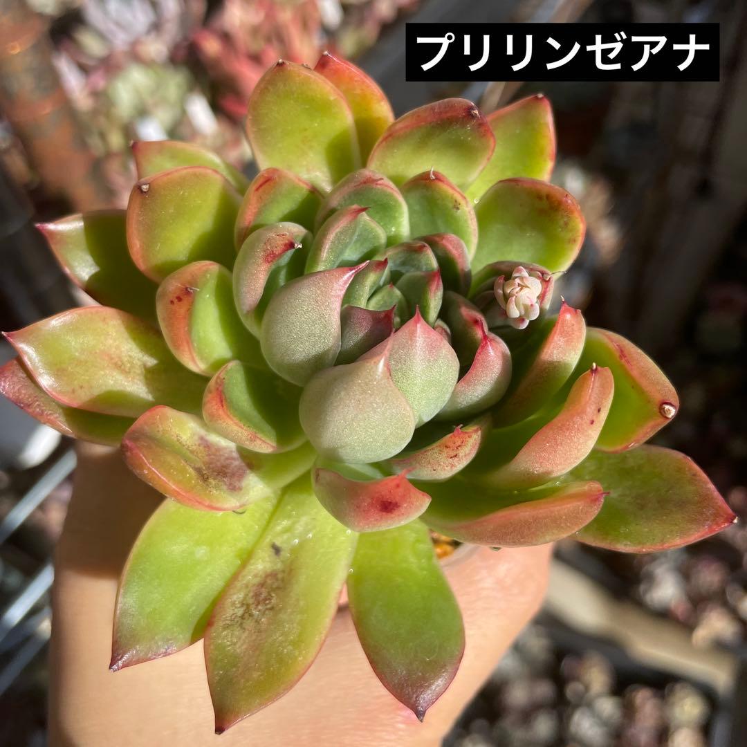 多肉植物エケベリア　プリリンゼアナ