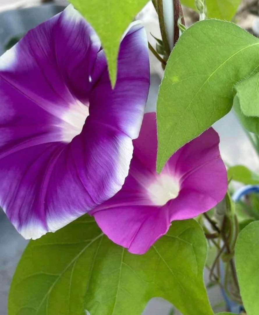 朝顔の種 3種類ミックス