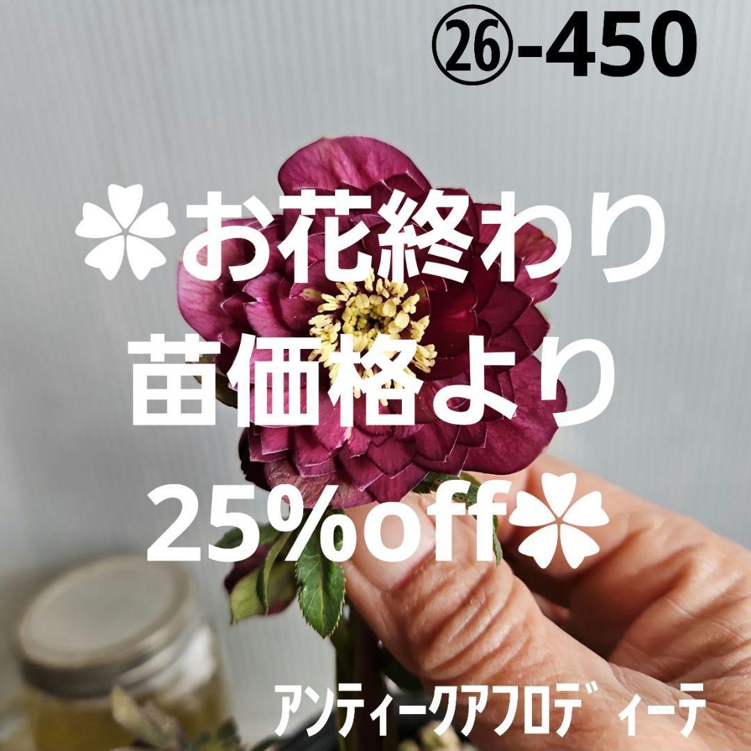 ㉖-450クリスマスローズ