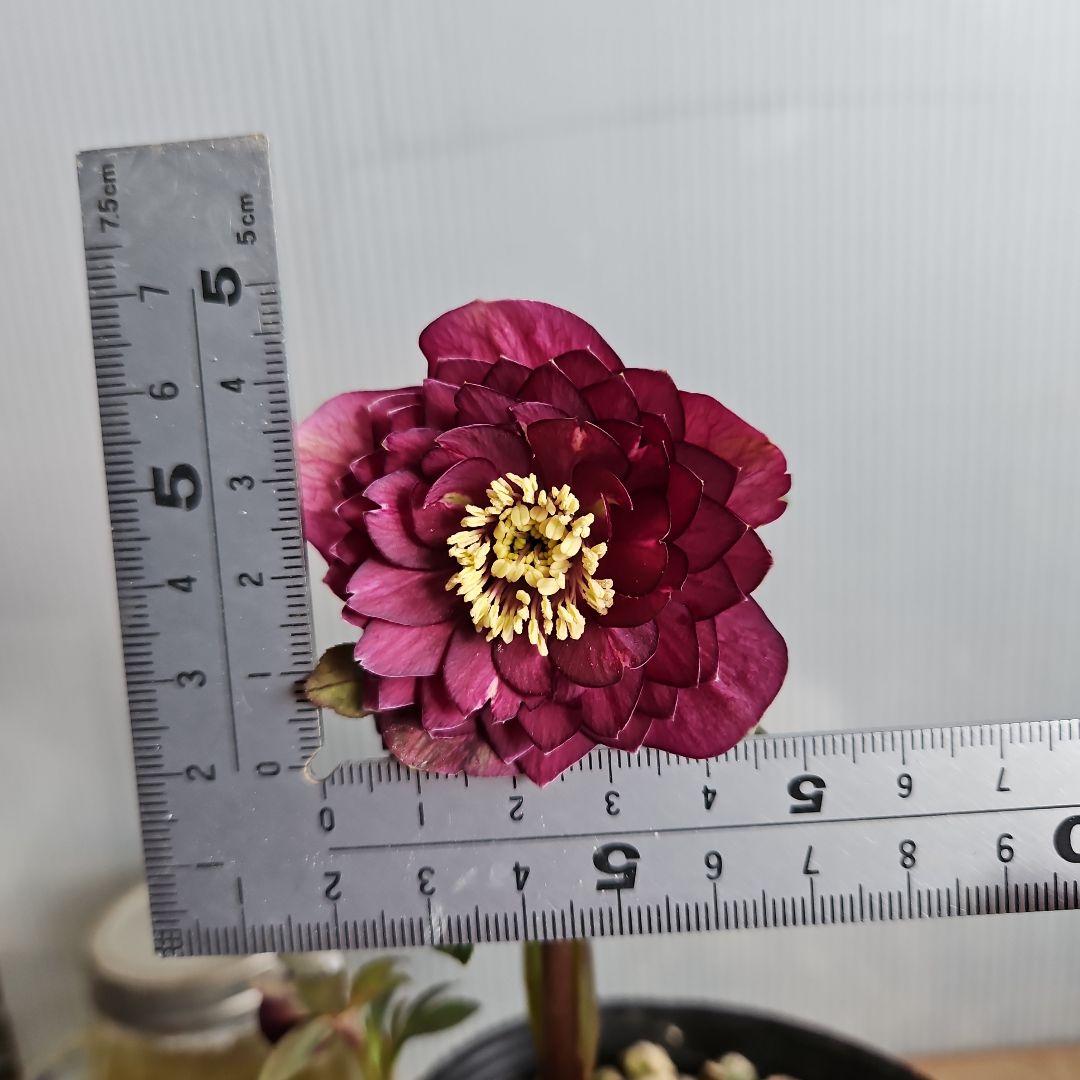 ㉖-450クリスマスローズ